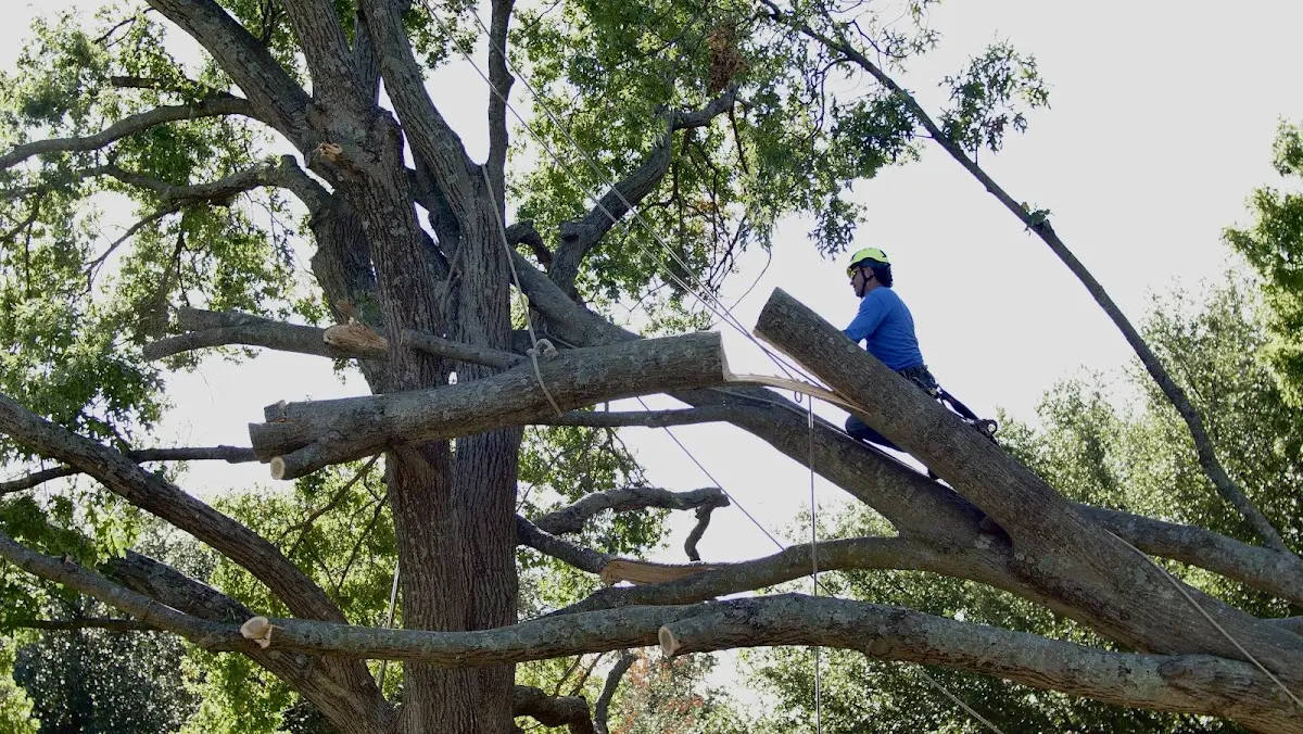 Professional Crown Thinning performed by certified arborists in Huntington