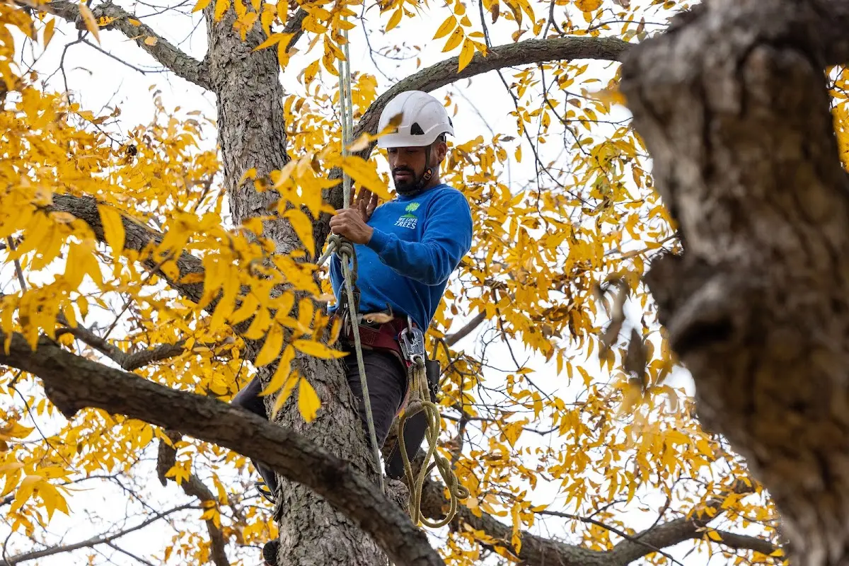 Skilled Tree Pruning crew working in Huntington