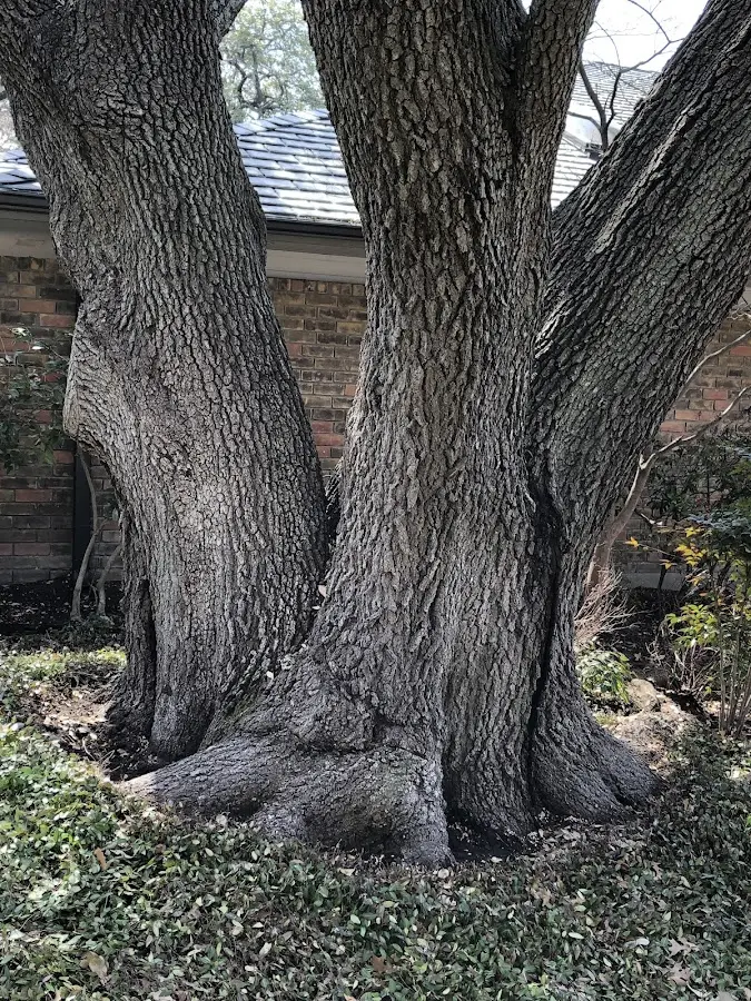 Mature heritage tree close to a Huntington property cared for by certified arborists